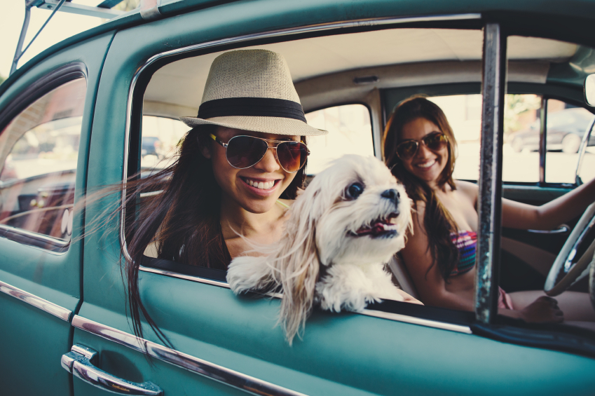 Image result for Tips for Going on a Road Trip With Your Dog